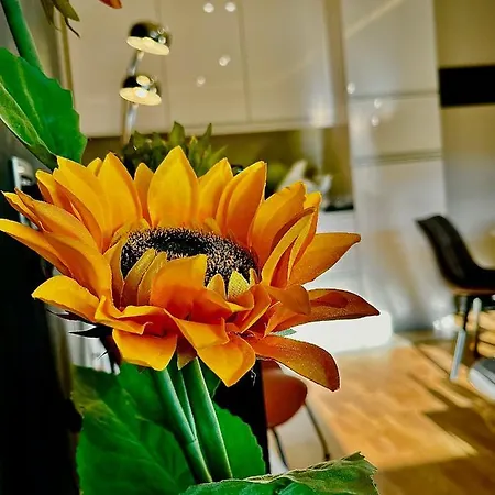 Malaviko, Bazen&spa * Ζλάτιμπορ